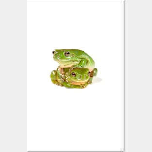 Green tree frogs, one on top of the other Posters and Art